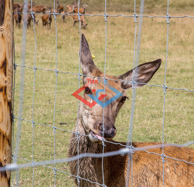 Fixed Knotted Fencing 1(图3) Fixed Knotted Fencing 1(图3)