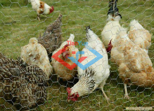 Hexagonal Wire Netting (图5) Hexagonal Wire Netting (图5)