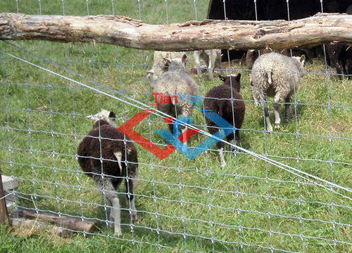 Fixed Knot Fence (图10) Fixed Knot Fence (图10)